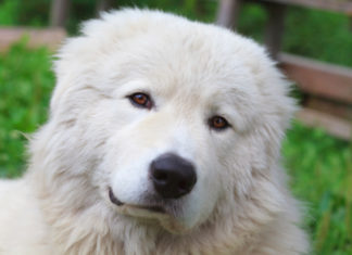 Il Pastore Maremmano 569 0 055 Cane da Pastore Maremmano